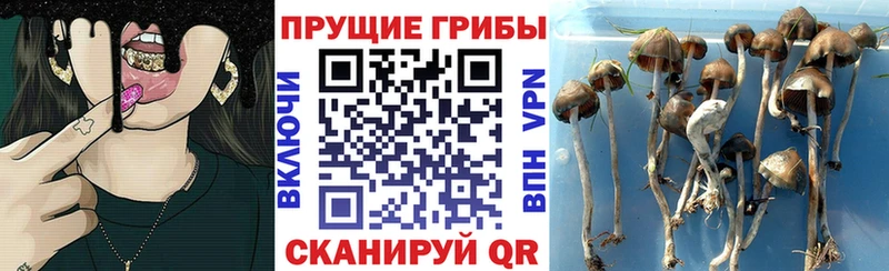 Купить где  Коряжма  Галлюциногенные грибы ЛСД 